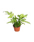 6" Fern Pteris cretica Alboineata plant photo