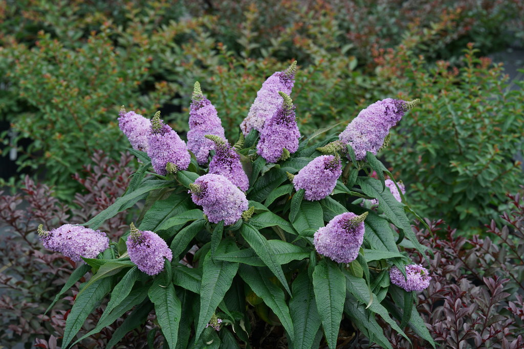 Butterfly Bush &