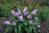 Butterfly Bush &