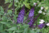 Butterfly Bush &