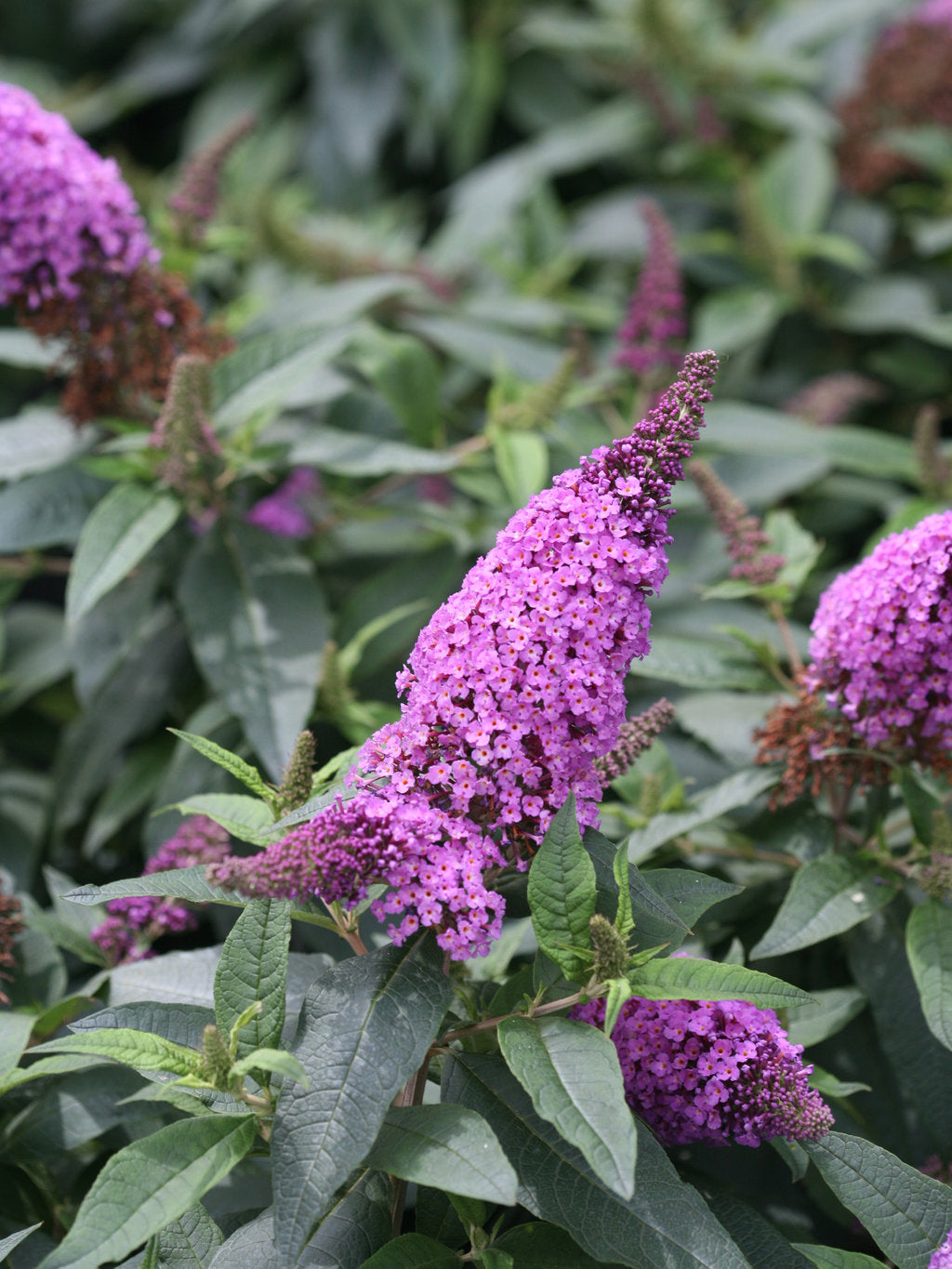 Butterfly Bush &