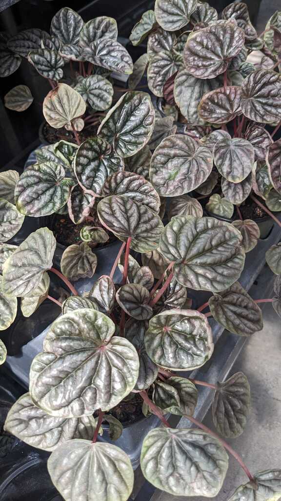 4" Peperomia Luna Red