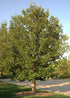 Oak Chinkapin 