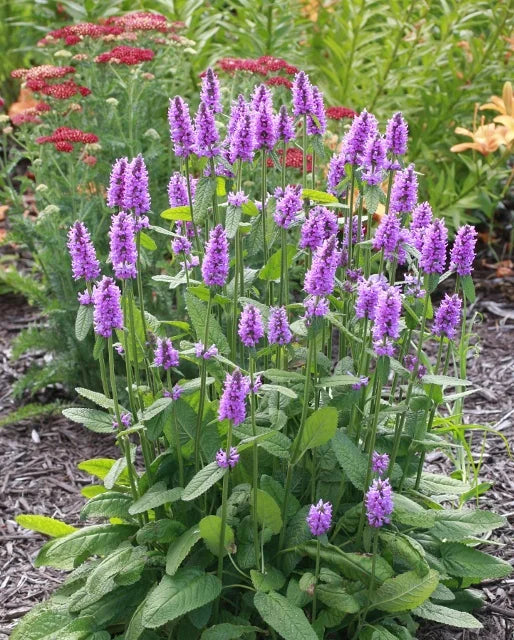 Betony Humelo Stachys officinalis &