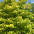 Redbud &