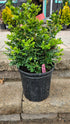 Boxwood &