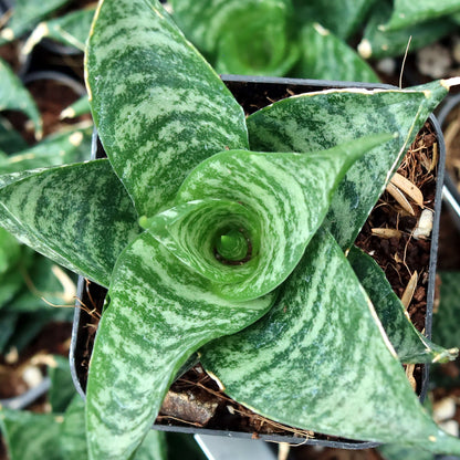 4" Sansevieria Pagoda plant photo