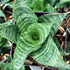 4" Sansevieria Pagoda plant photo