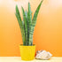 4" Sansevieria Spearmint plant photo