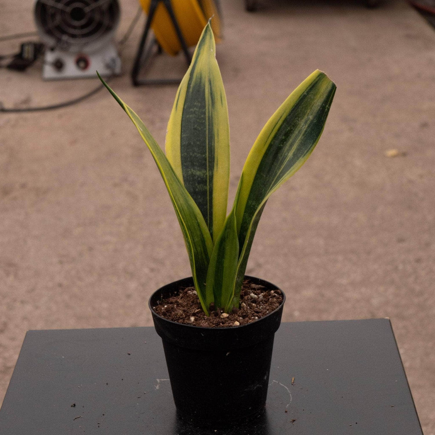 Sansevieria Golden Flame