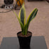 Sansevieria Golden Flame
