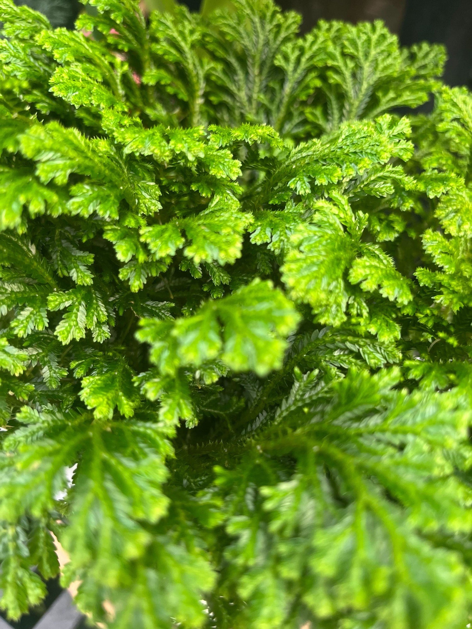 6" Selaginella Fern Frosty