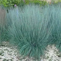 Little Bluestem Grass Schizachyrium scoparium 1gl