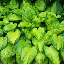 Hosta Guacamole 1 GAL
