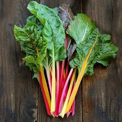 Swiss Chard Bright Lights 6pk