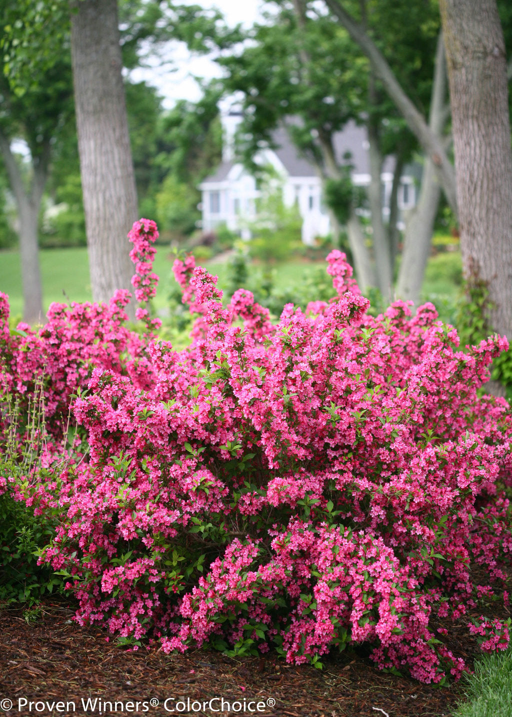 Weigela &