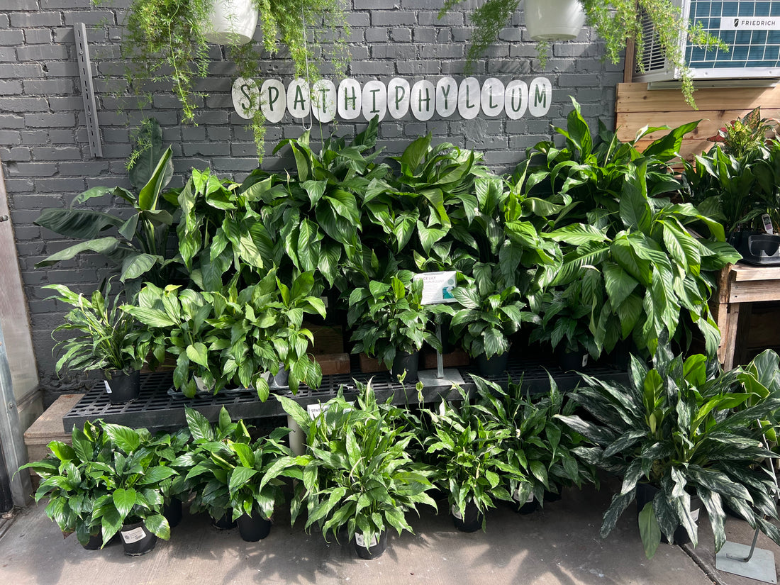 spathiphyllum