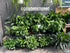 spathiphyllum