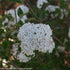 Viburnum &