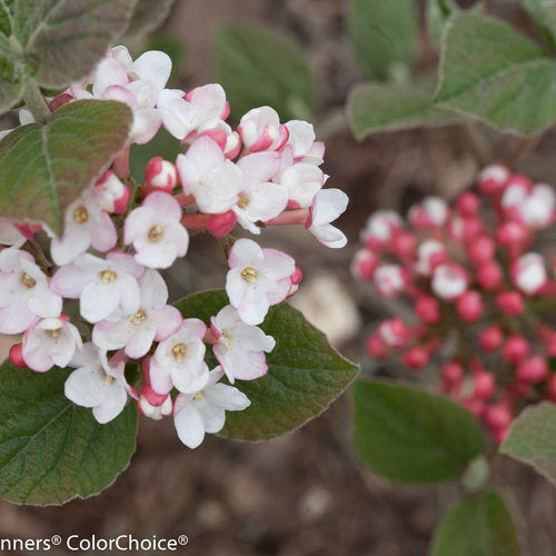 Viburnum Spice Girl 
