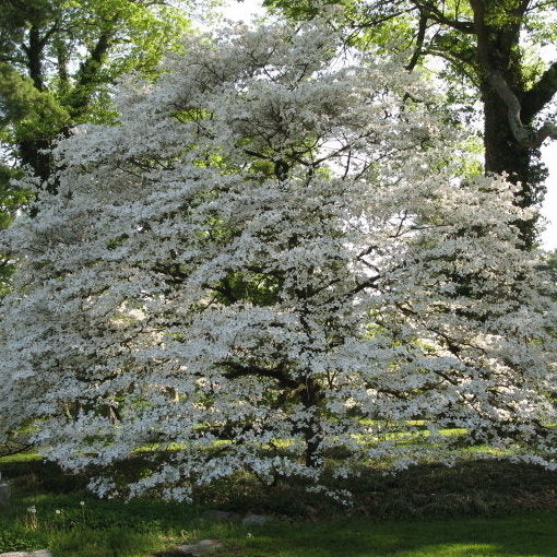 Dogwood &