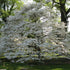 Dogwood &