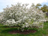 Crabapple &