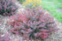 Barberry &
