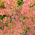 Barberry &
