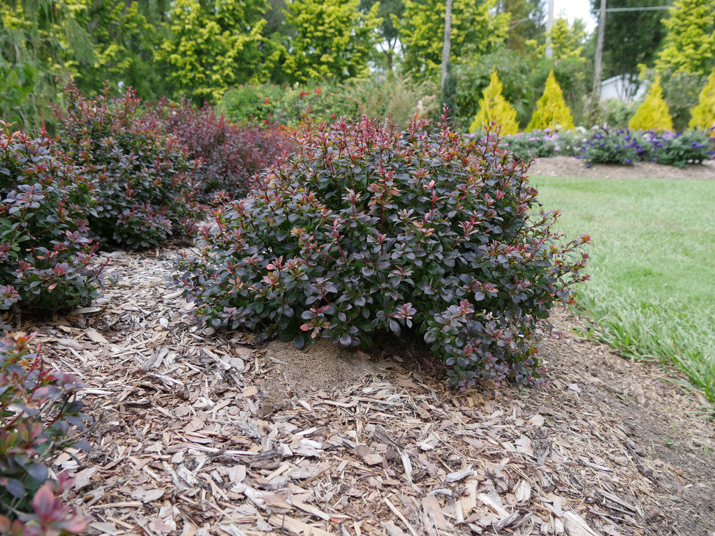 Barberry &