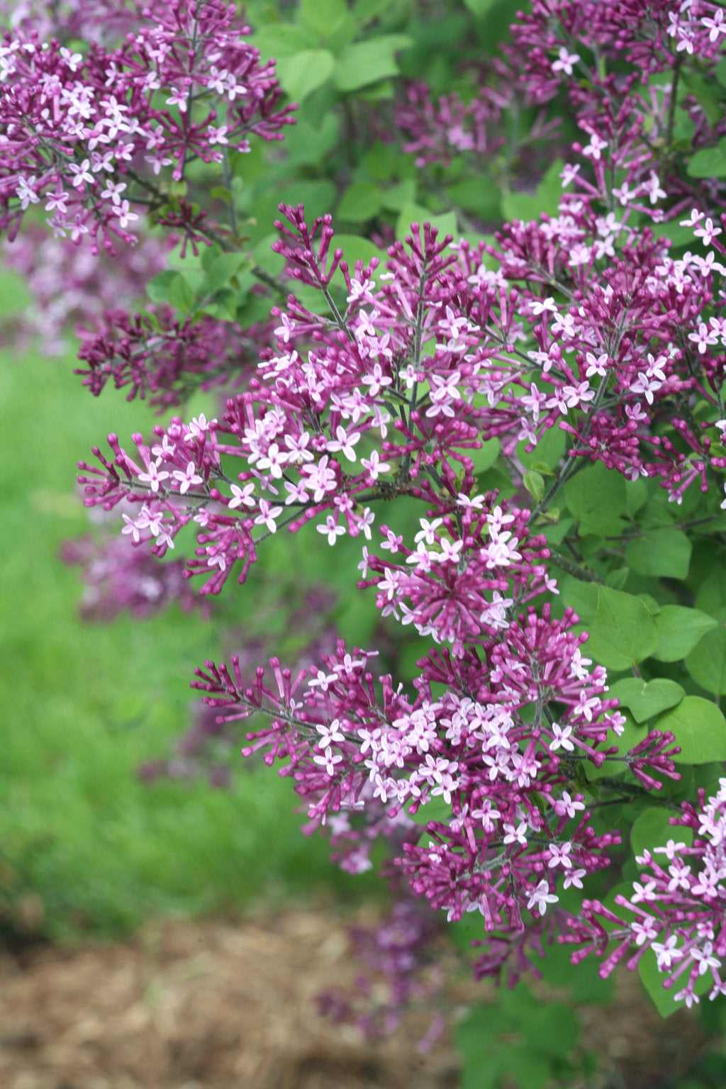 Lilac &