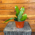 6" Cactus Epiphyllum Queen of Night plant photo