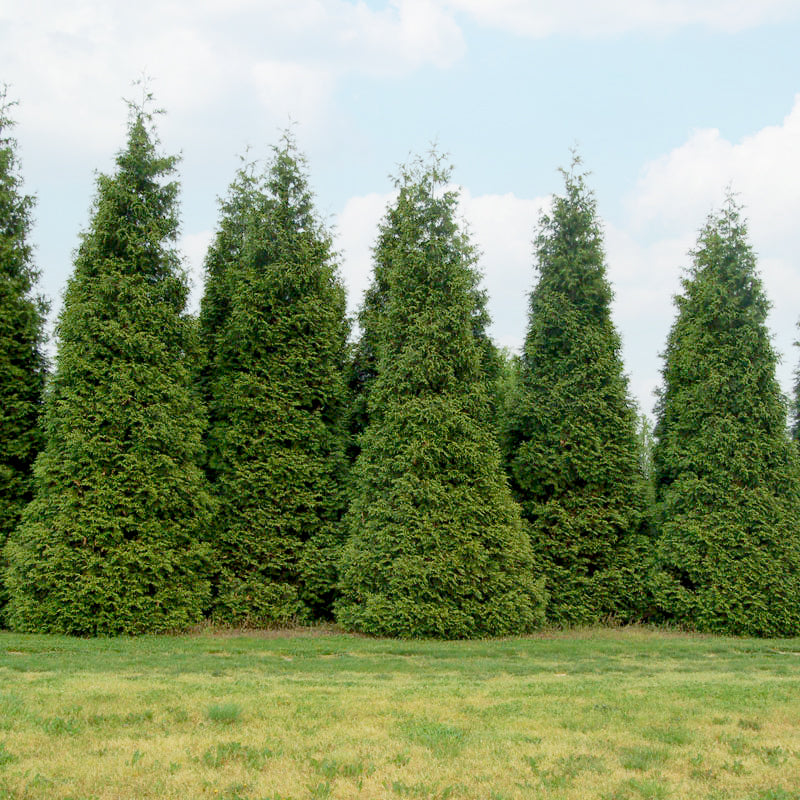 Arborvitae &