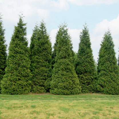 Arborvitae &