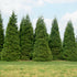 Arborvitae &