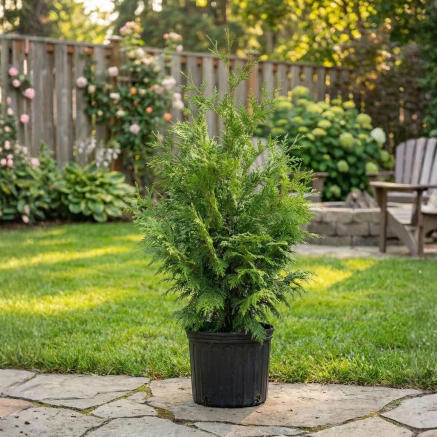 Arborvitae &