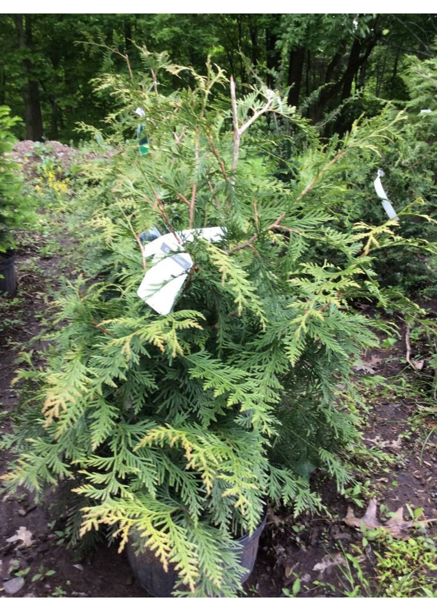 Arborvitae &