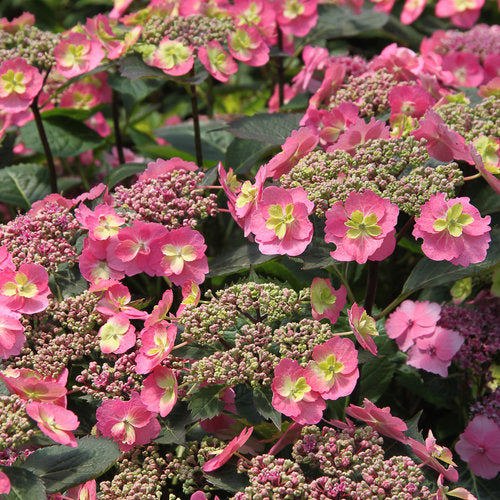 Hydrangea &