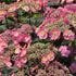 Hydrangea &