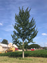 Ginkgo &