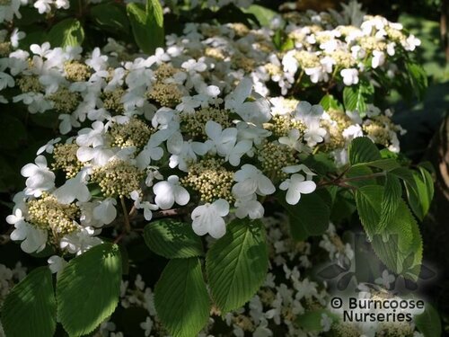 Viburnum &