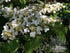Viburnum &