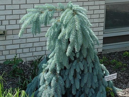 Spruce Blue Weeping B&amp;B 4-5 plant photo