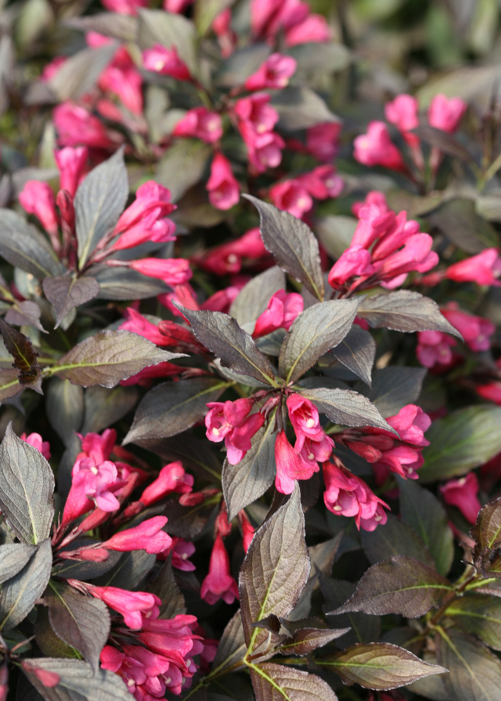 Weigela &