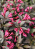 Weigela &