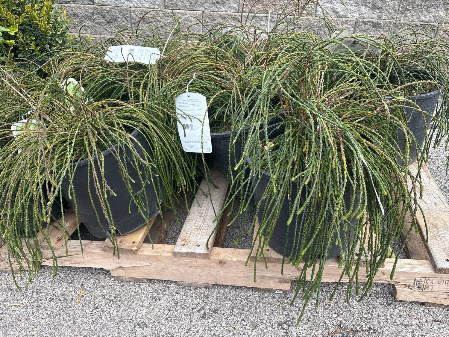 Arborvitae &