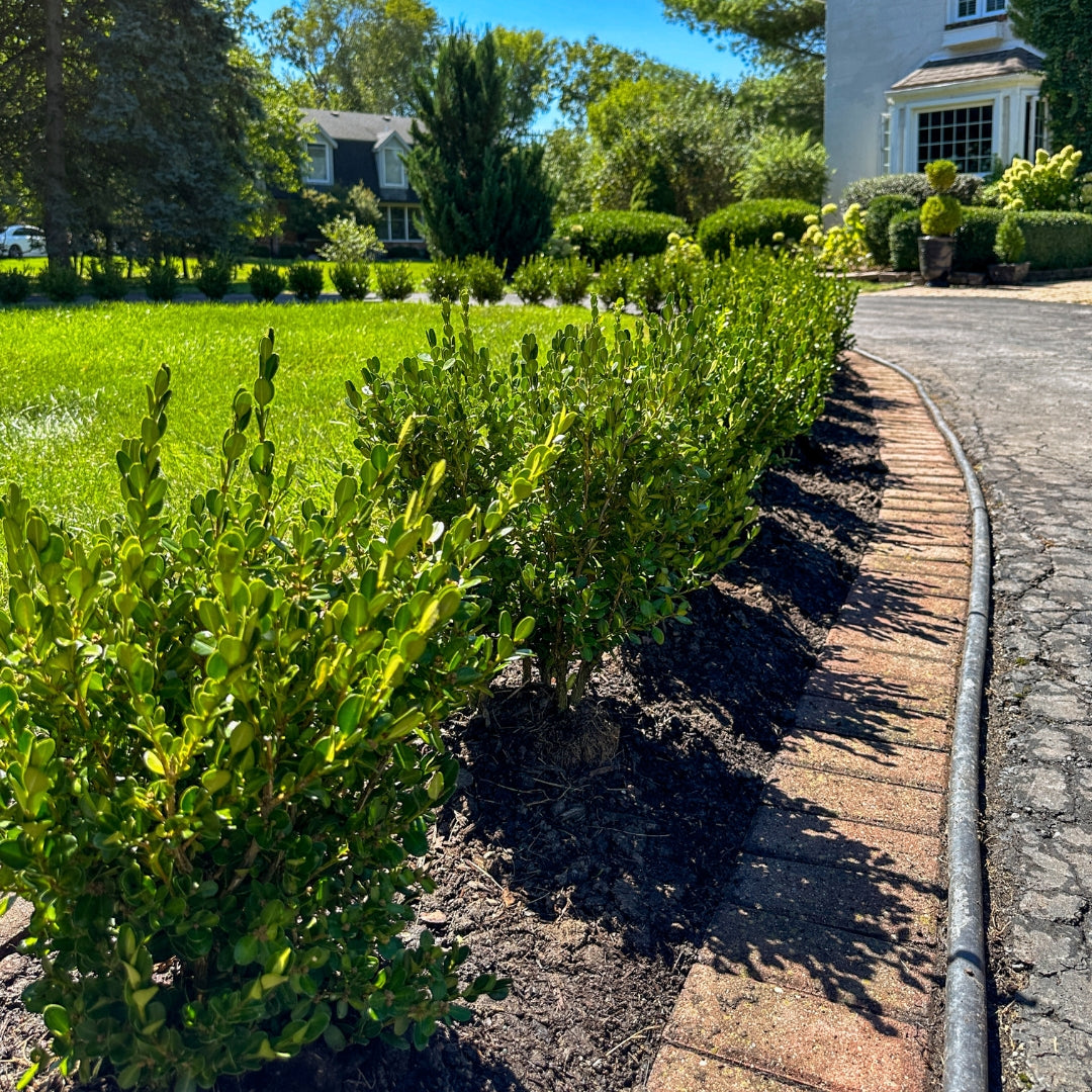 Boxwood &