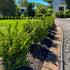 Boxwood &