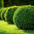 Boxwood &