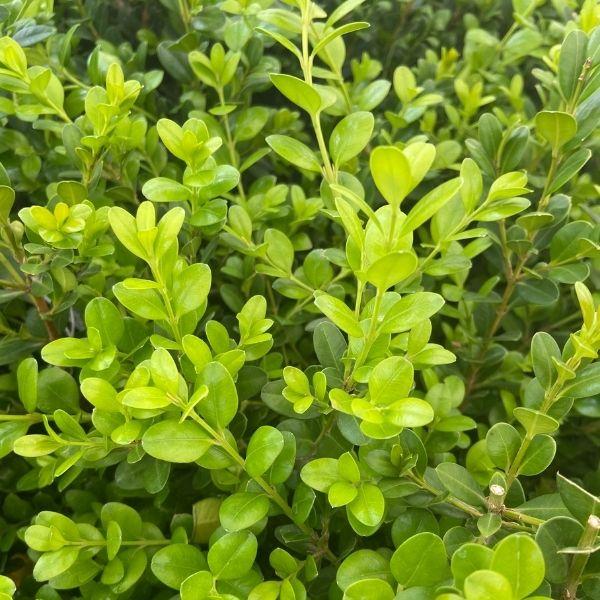 Boxwood &